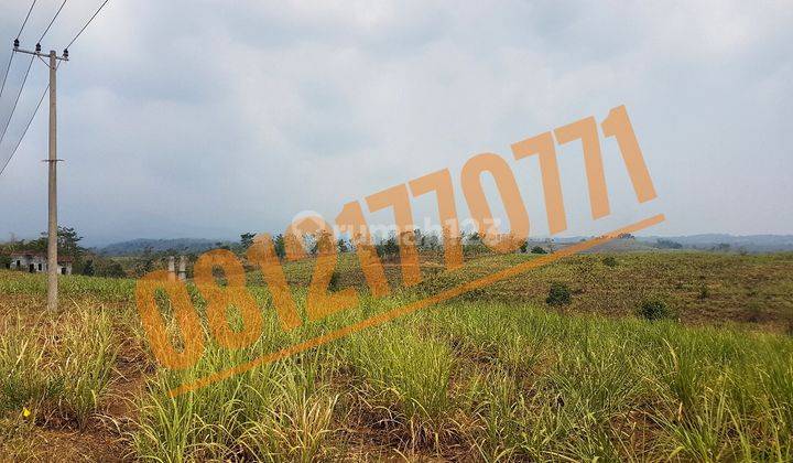 Tanah Luas untuk Peternakan Ayam atau Perkebunan, Bareng, Jombang 1