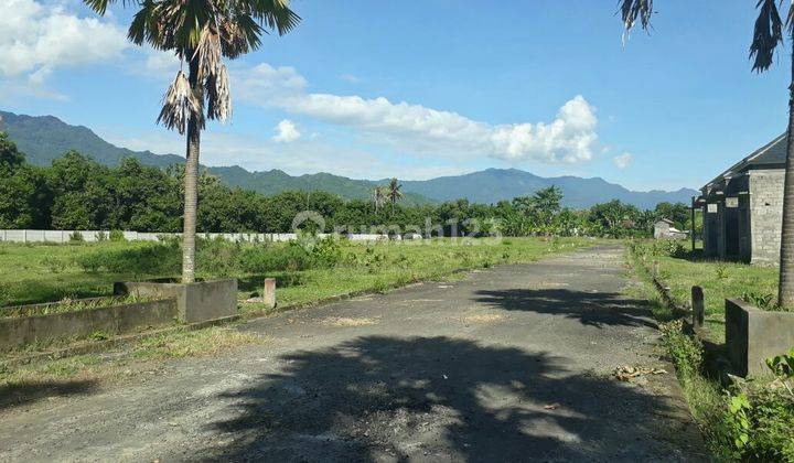 Tanah Kavling Murah Tinga tinga Gerokgak Buleleng