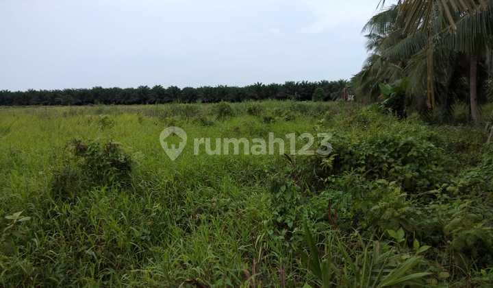 Tanah Luas 50 Hektar di Tanjung Api-api Pinggir Jalan KM 49 Palembang
