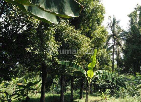 Lahan Di Mandalawangi Pandeglang 1