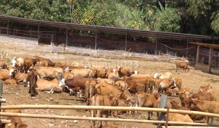 tanah lokasi Sukabumi, ada peternakan  Sapi Limosin 2