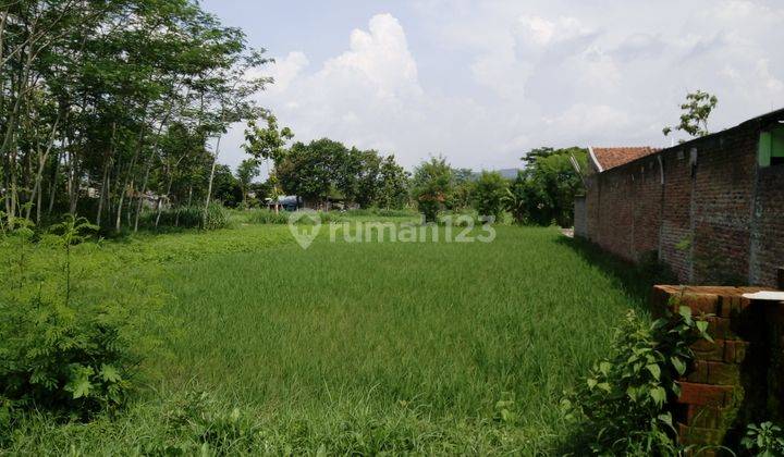 Tanah Sawah Strategis di Wirokerten Plered Bantul 2