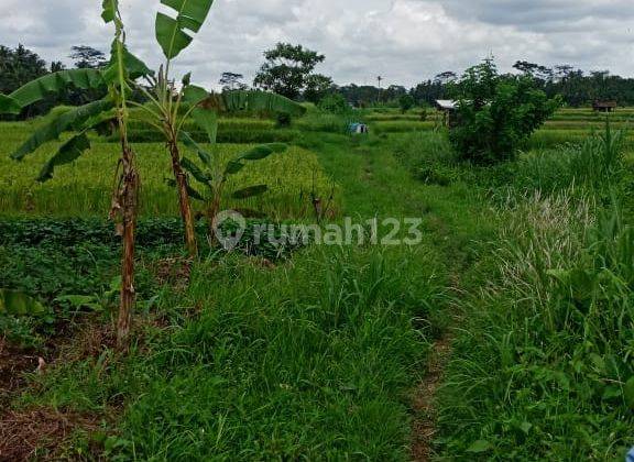 Cheap Land for Housing in Petulu, Ubud, Gianyar, Bali  2