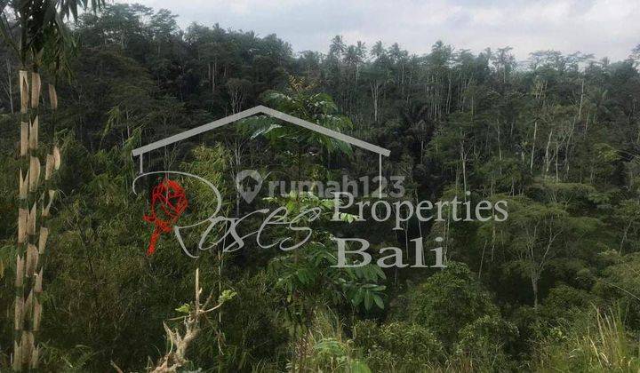 Covid19 Offer - Excellent River Side 2995m2 Land in Tegalallang Taro (Ubud) 2