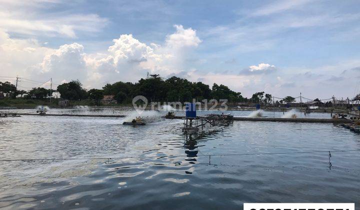 Tanah Tambak Bancar, Tuban 2