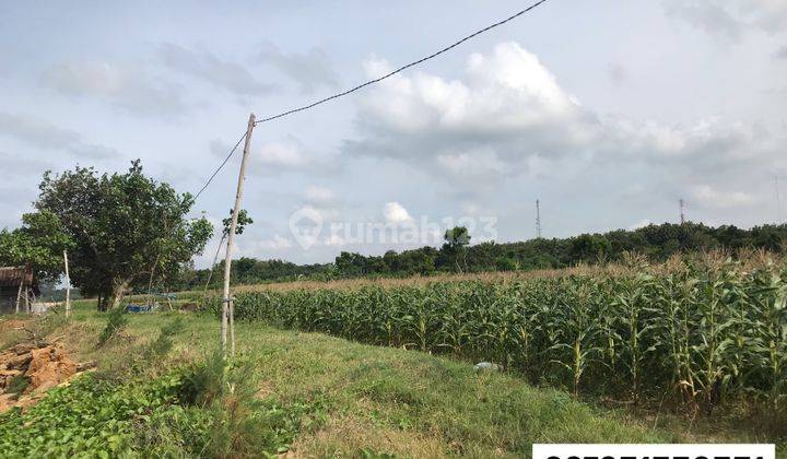 Tanah Untuk Tambak Bogorejo, Bancar, Tuban 2