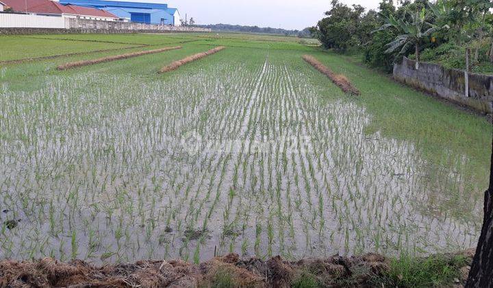 Tanah Di Desa Trengguli, Demak 1