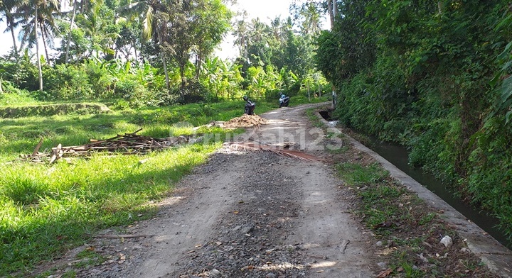 jungle view jungle view