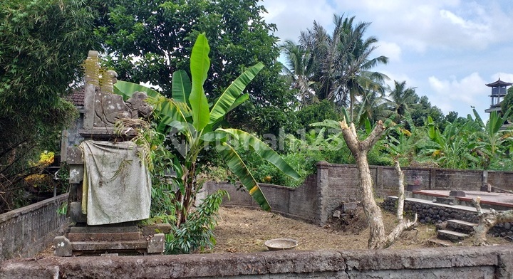 Jungle view near central Ubud.