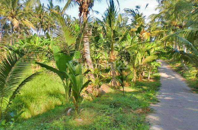 Tanah Paling Murah Dekat Pantai Saba Gianyar Bali (hrtgia144) 2