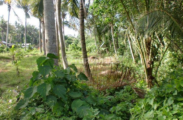 Tanah untuk pemukiman dengan pemandangan sawah di saba gianyar 2