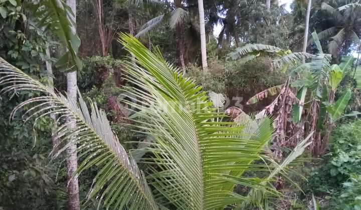 Land ubud bali Land ubud bali