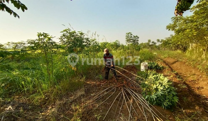 The land plot is strategically located (NY)