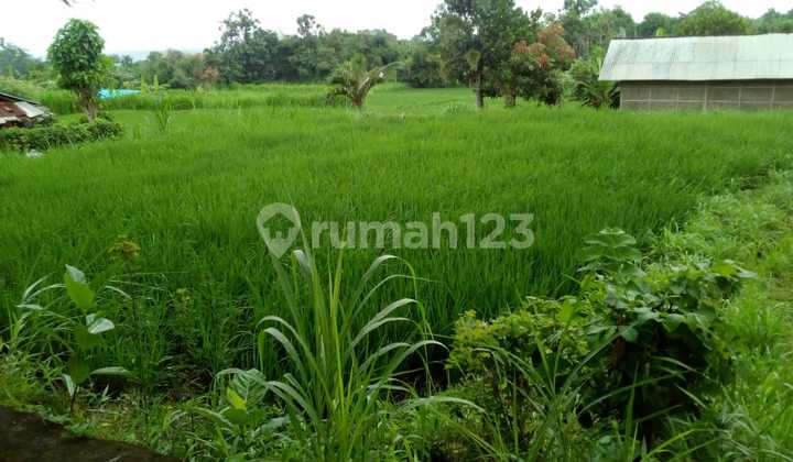 Tanah untuk Villa dengan pemandangan sawah Tanah untuk Villa dengan pemandangan sawah