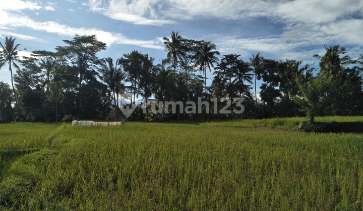 Tanah untuk Villa dengan pemandangan sawah dan tebing sungai Tanah untuk Villa dengan pemandangan sawah dan tebing sungai