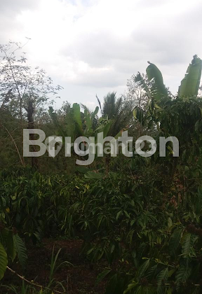 Tanah Kebun kopi produktif di Tabanan-Bali