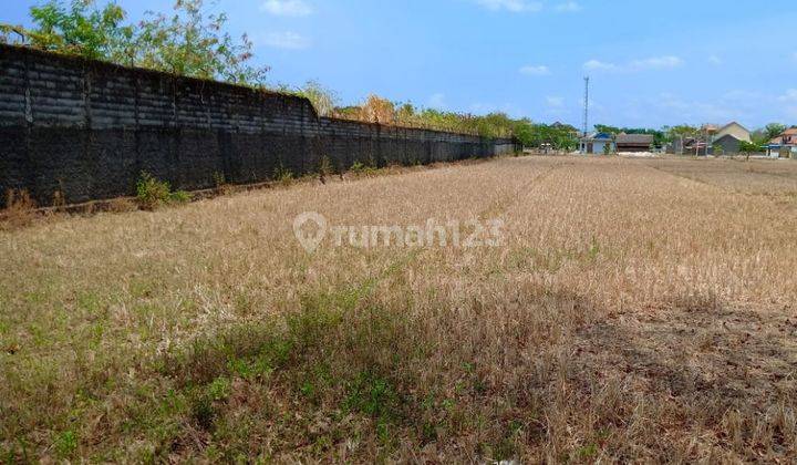 tanh kering zona kuning akaes kontainer 1