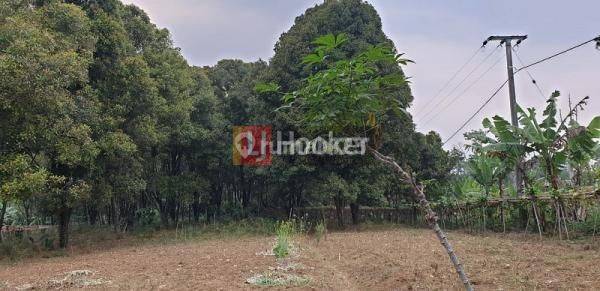 Tanah Murah di Sukabumi Cocok untuk Perkebunan 1