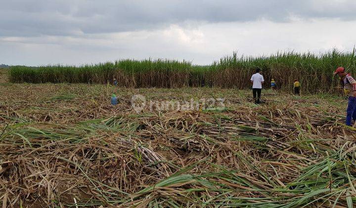 Tanah Perkebunan Tebu, Usaha Sudah Berjalan...Lokasi Dekat Industi Gula Glenmore/IGG...Cocok Untuk Investasi...Lingkungan Aman, Akses Jalan Lebar...Harga Menarik Dan Nego Pemilik 2