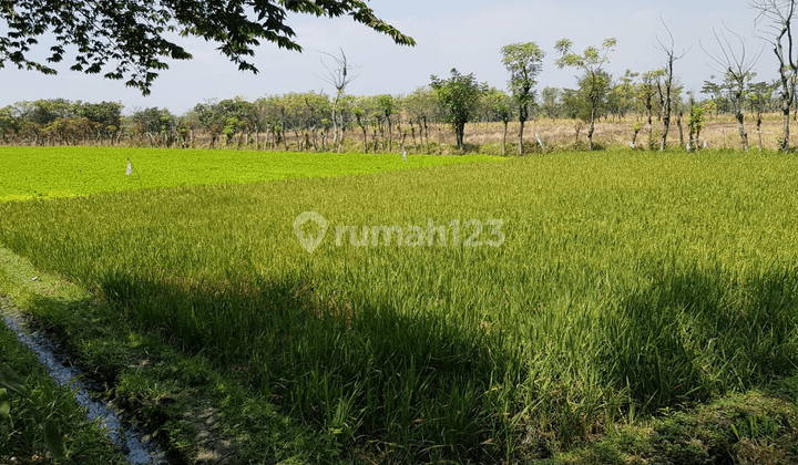 TANAH UNTUK GUDANG DAN INDUSTRI DI KRATON PASURUAN 1