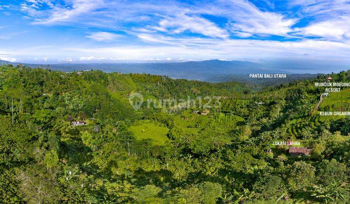 Cheap land for sale in Munduk Muding, Buleleng SHM 7,500 m² 1