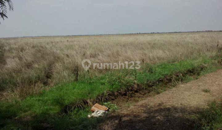 Tanah Strategis Bangun Ruang Gudang Pinggir Jalan Kertasari Losarang 1