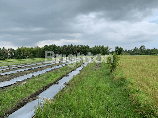 TANAH DEKAT PANTAI KEDUNGGU TABANAN 2