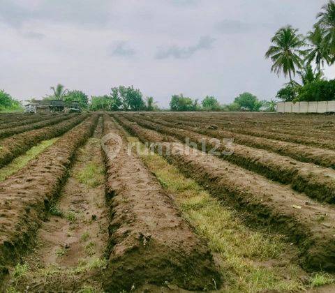 Tanah Komersil Lokasi Strategis Trans Panimbang Pandeglang. 2