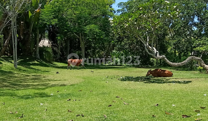 Bali land ubud land valey view