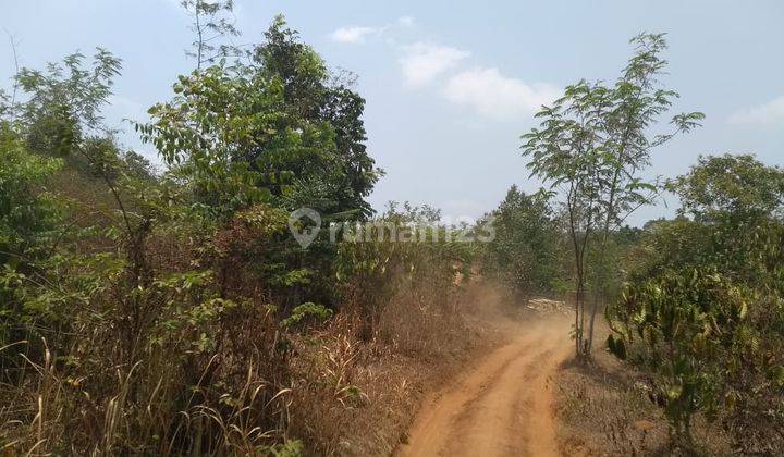 Tanah Kebon Manggis kwalitas export, Purwakarta Jawa Barat 1