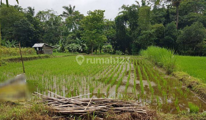 Tanah sawah di Jl Kaliurang dekat Kopi Klotok dan RS Panti Nugroho 2