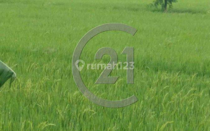 Dijual tanah sawah di Ds pamengkang 1