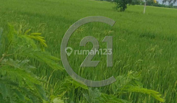 Dijual tanah sawah di Ds pamengkang 2