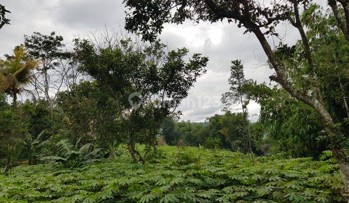 Tanah perkebunan murah di cikembar sukabumi 2