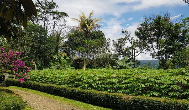 Tanah perkebunan murah di cikembar sukabumi 2