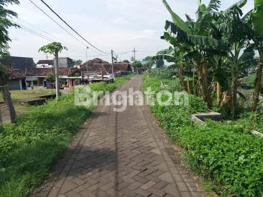 BUC TAMBAK DI BANGIL