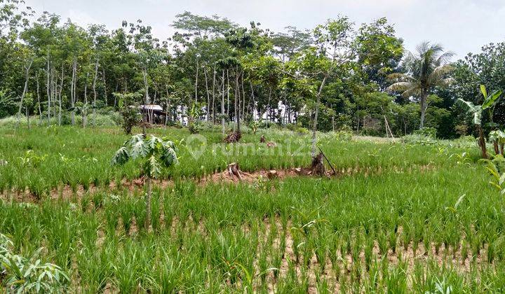 DIJUAL TANAH 4HEKTAR DI CITERAS, KECAMATAN RANGKAS BITUNG 1