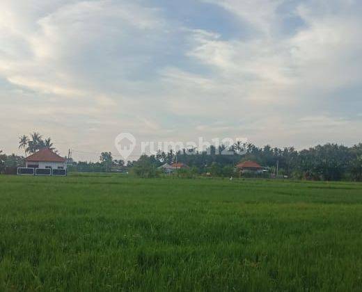 LAND  WITH RICE FIELD VIEW IN LOVINA 1