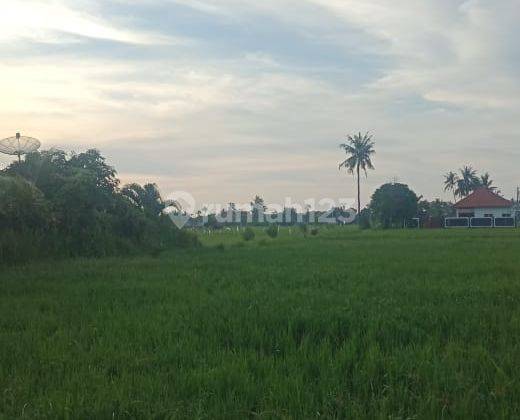 LAND  WITH RICE FIELD VIEW IN LOVINA 2