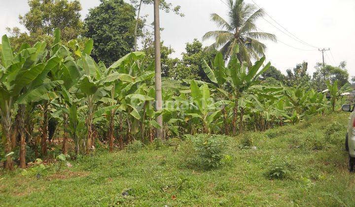 TANAH KEBUN DI JALAN  RAYA BAKAUHENI ( BABATAN ) LAMPUNG SELATAN 2