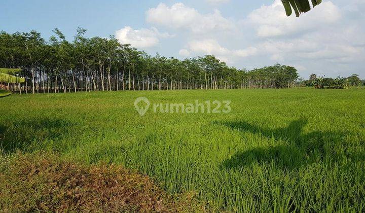 Tanah kebun jl randu gong kejayan pasuruan 1