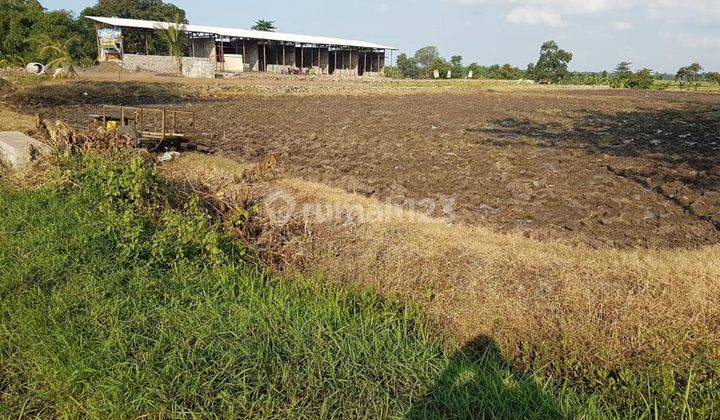 Tanah kebun jl randu gong kejayan pasuruan 2