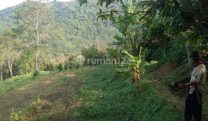 Tanah Kebun Luas Cocok Utk Pabrik atau Usaha Peternakan Perkebunan Di Purwakarta 2