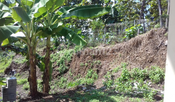 Beli Tanah Bonus Rumah di Nyatnyono 2