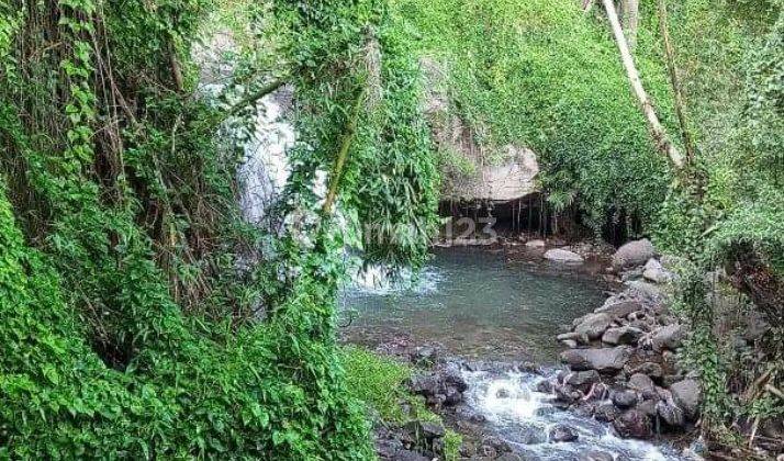 perkebunan banyuatis view sawah dan perbukitan 1