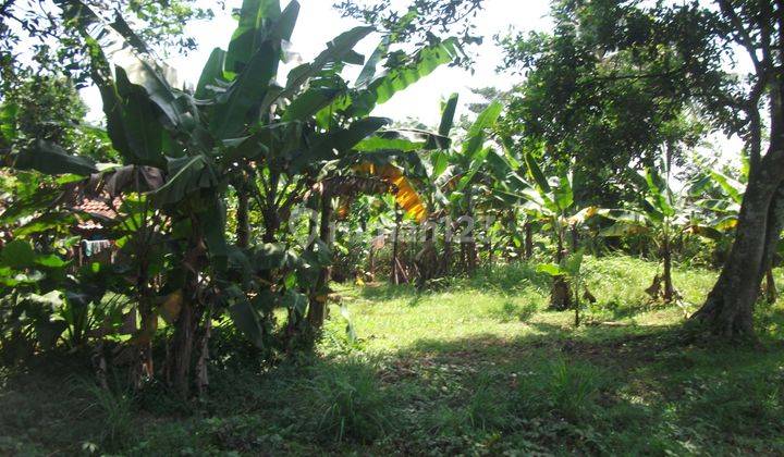 Tanah Kosong Dekat Taman Buah Mekarsari Bogor, Jawa Barat 2