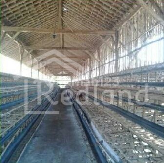 Chicken Farm Land in Kebon Agung Sumowono Village (Ls0242) 2