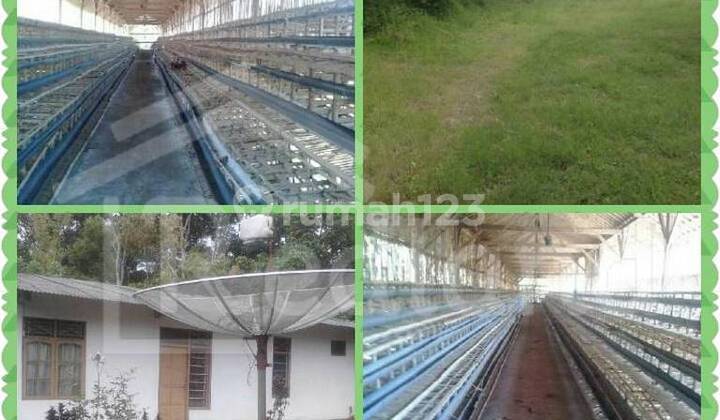 Chicken Farm Land in Kebon Agung Sumowono Village (Ls0242) 1