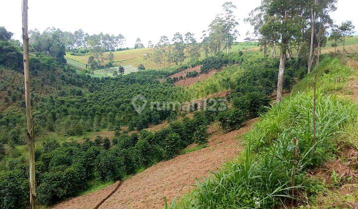 2,9 Ha Land for agrobusiness/tourism at Cileunca Lakeside, Pangalengan 1