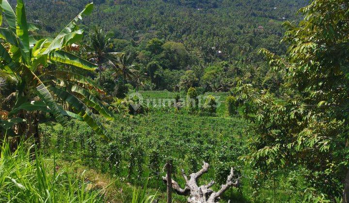 25.570 Sqm Land Freehold in Mayong, Buleleng 1